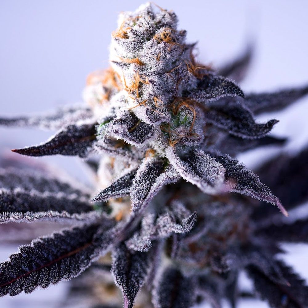 Green Bodhi Genetics - Hazy Girl - Feminized Green Bodhi Genetics - Hazy Girl - Feminized