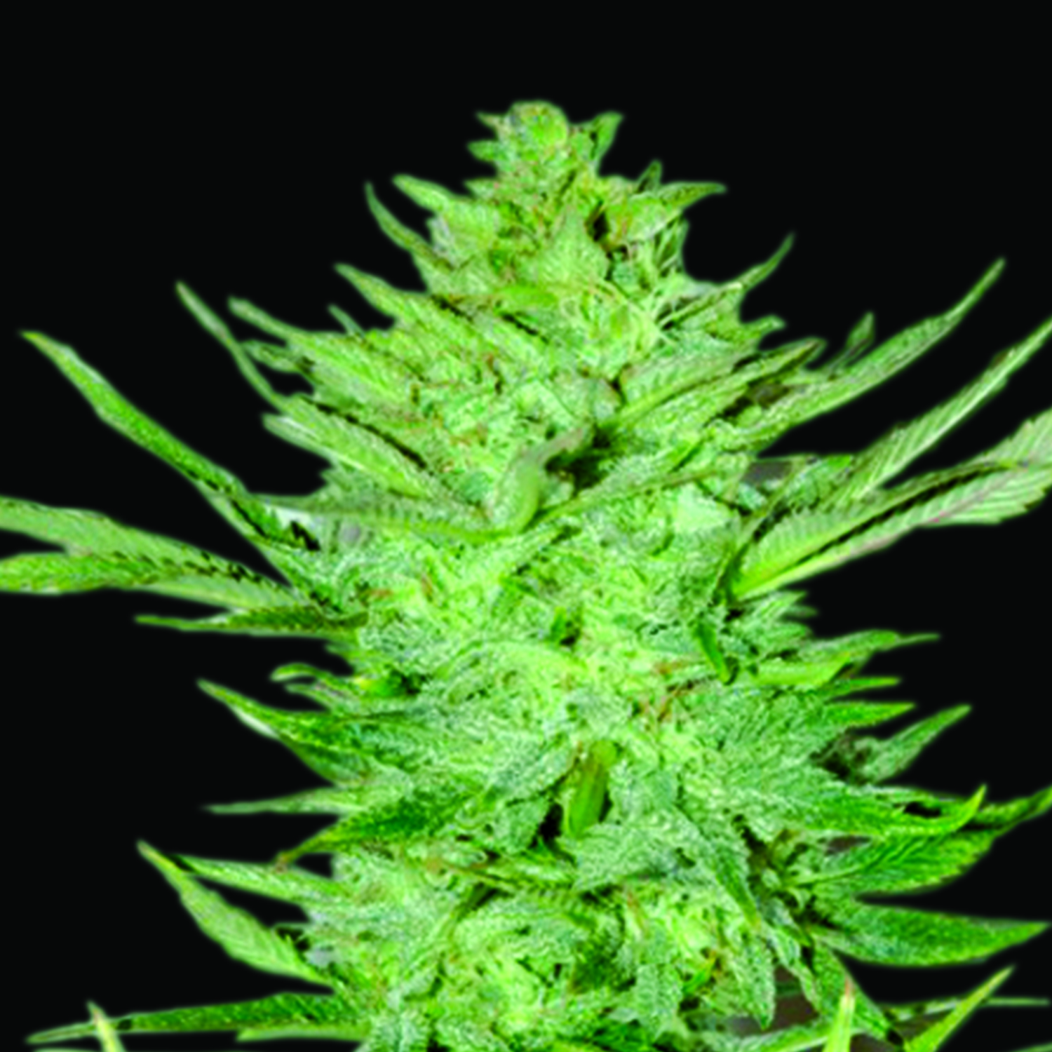 Emerald Triangle Seeds - Headlights Kush Auto Regular
