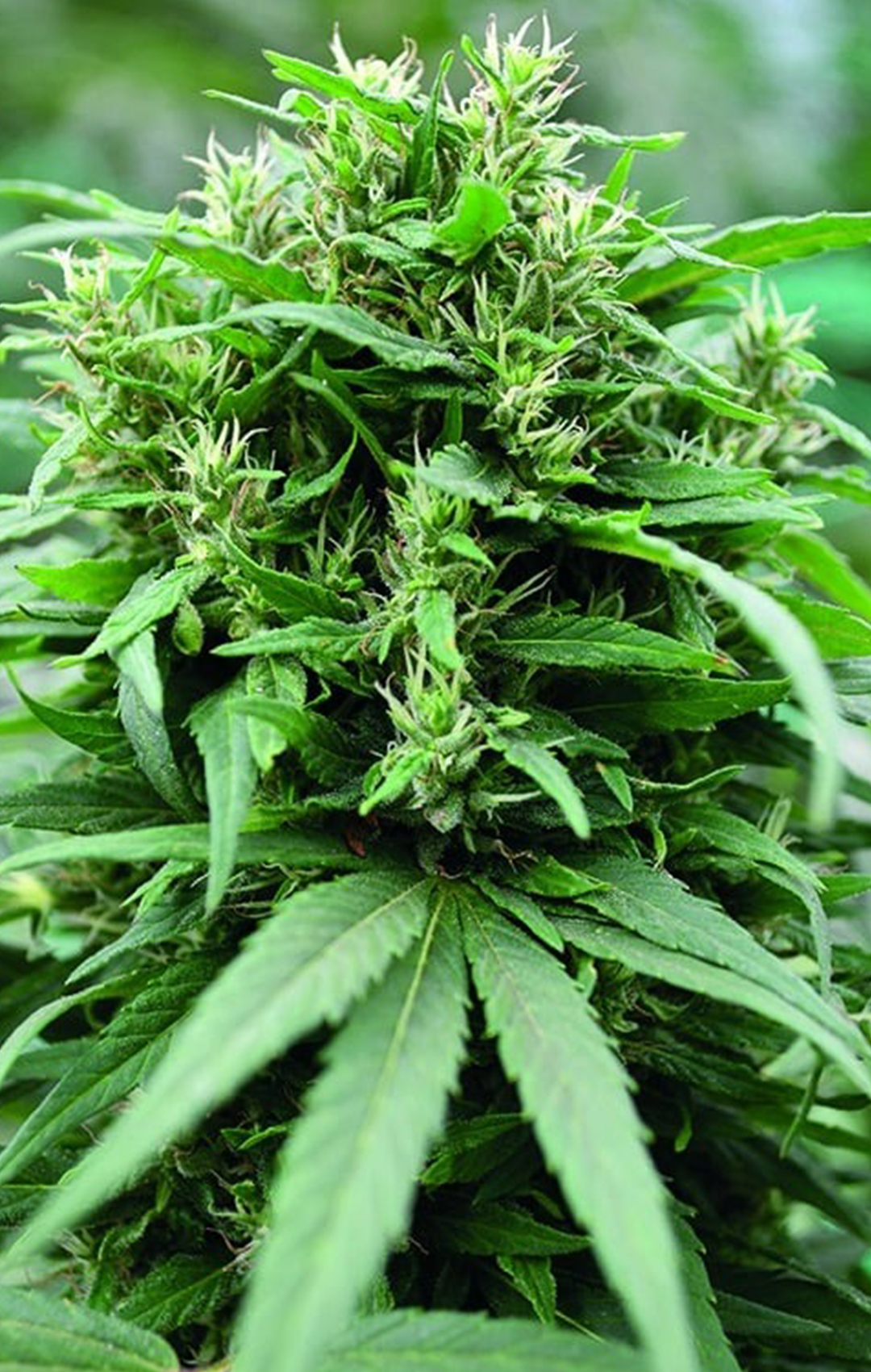 CBD Hemp Premium - Hercules CBD - Feminized CBD Hemp Premium - Hercules CBD - Feminized