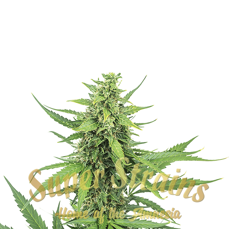 Superstrains Seeds - Hermana De La Noche Feminised