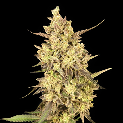 High THC Titans Banizzle Feminised   