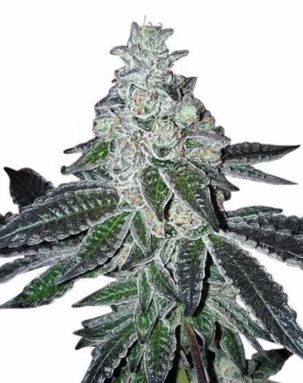 High THC Titans Gelato Feminised  