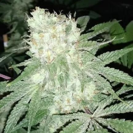 High THC Titans Ghost OG Feminised  