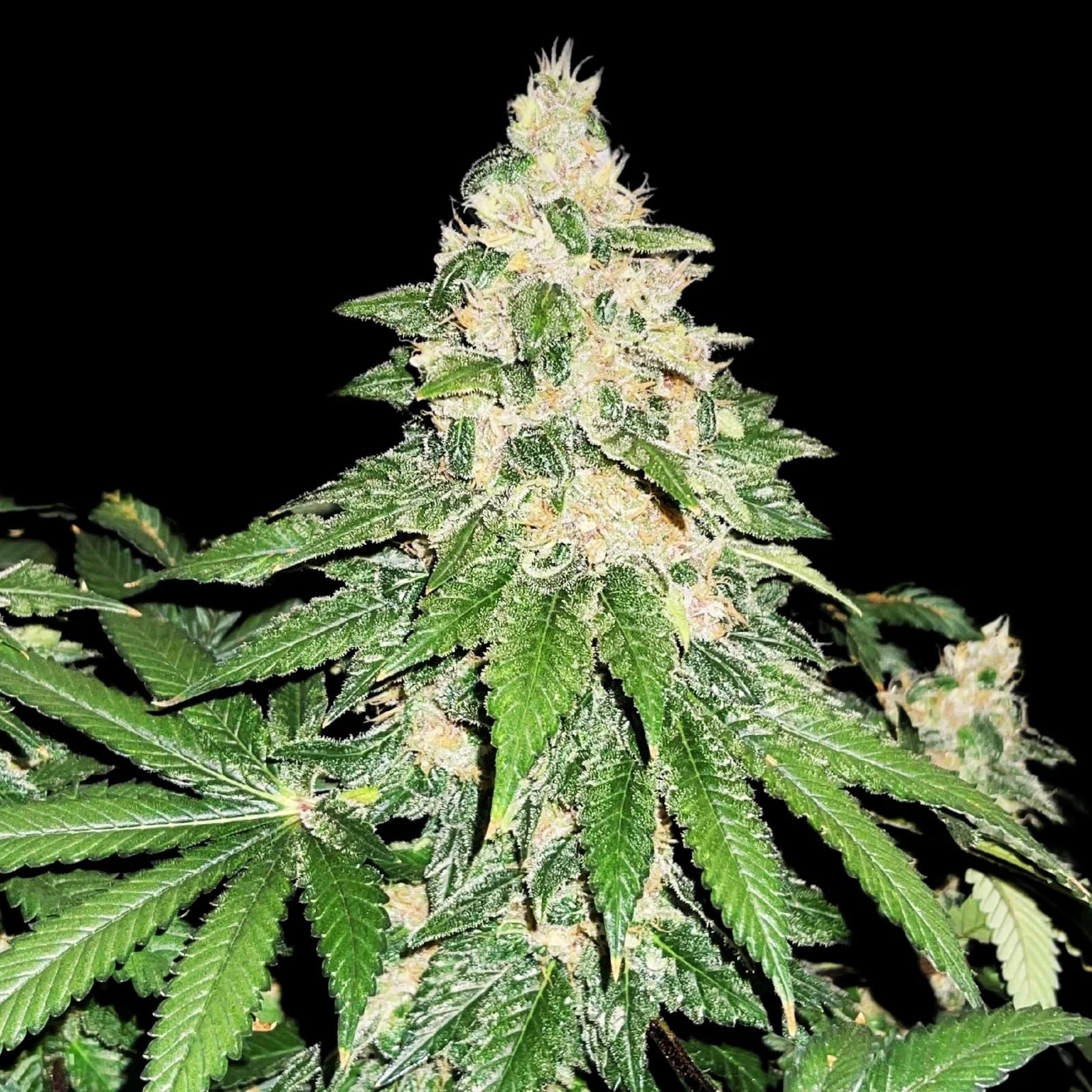 High THC Titans Gush Mints Feminised     