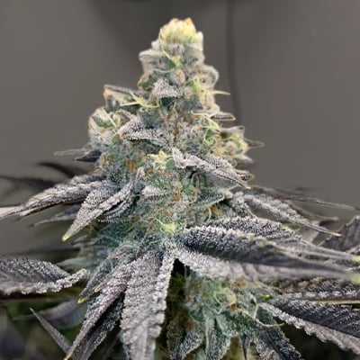 High THC Titans Mandarin Cookies Feminised    