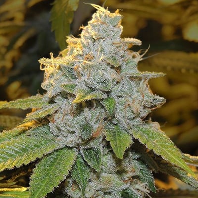 High THC Titans Motor Breath Feminised    