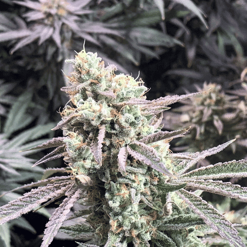 High THC Titans Mac Rillaz F1 Feminised   