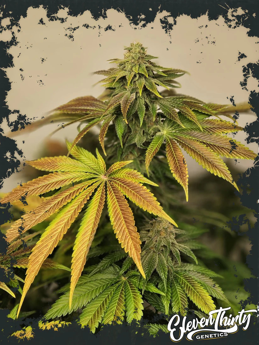 Eleven Thirty Genetics - Highlighterz - Feminized Eleven Thirty Genetics - Highlighterz - Feminized