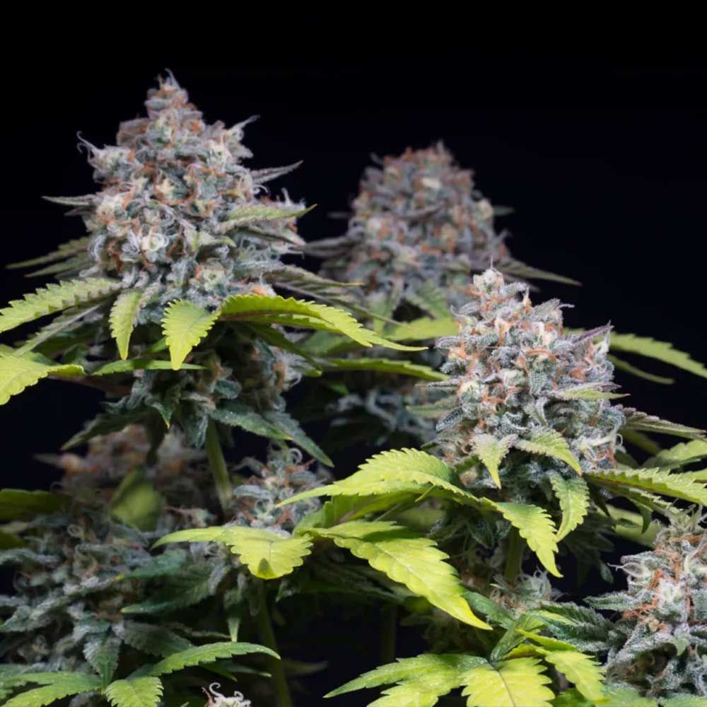 Paradise Seeds - Highway 66 Feminized Paradise Seeds - Highway 66 Feminized
