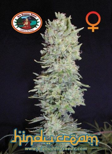 Big Buddha - Hindu Cream - Feminised