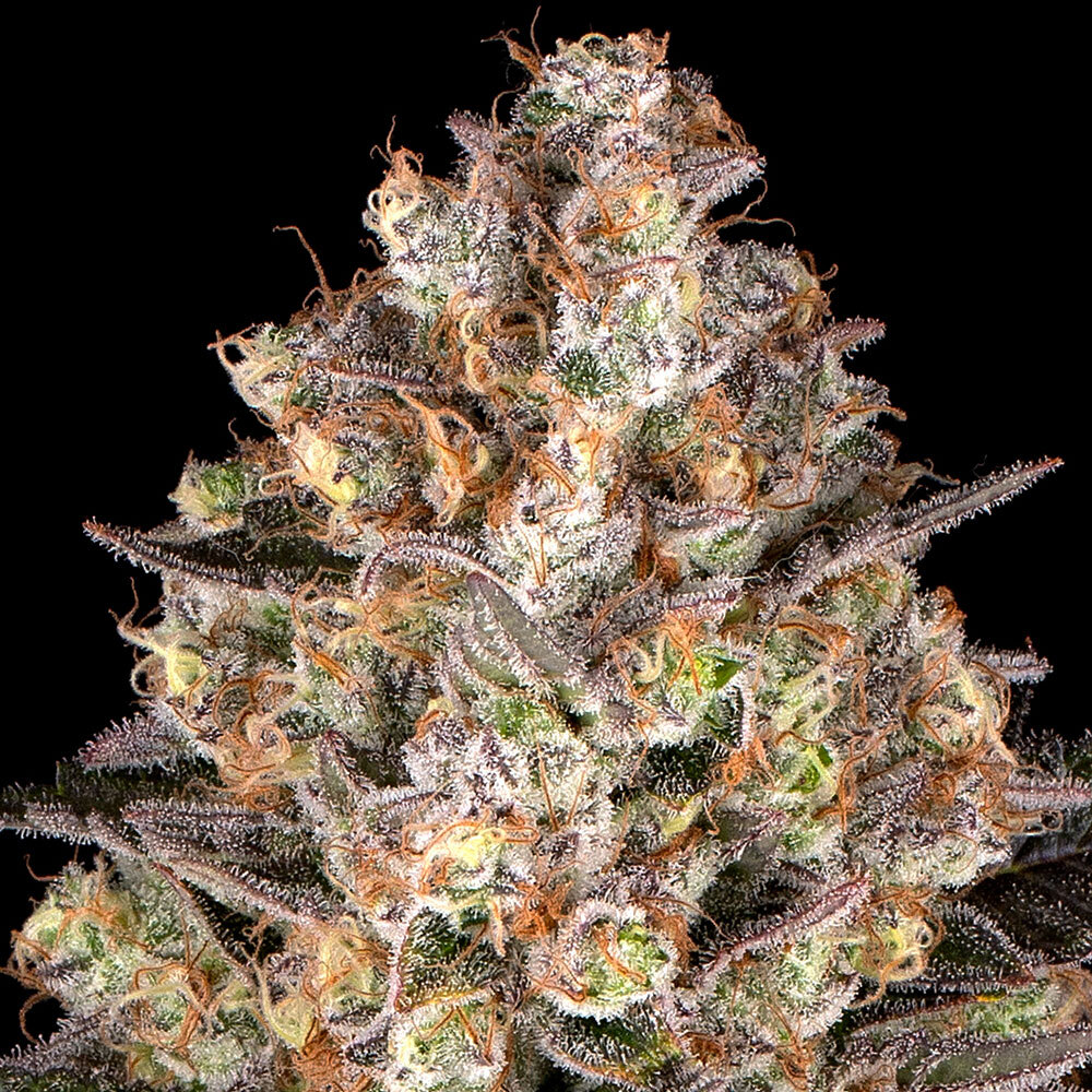 Barneys Farm Hindu Kush Feminized