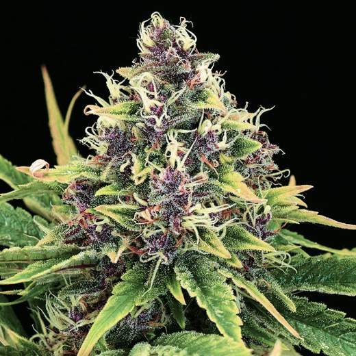 Nirvana Seeds - Hindu Kush Feminized