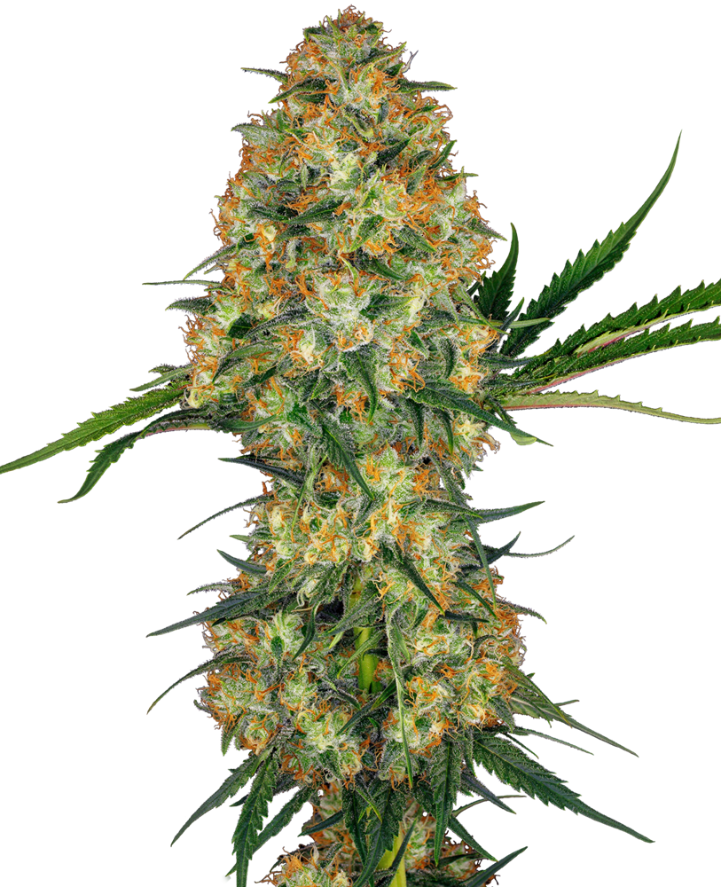 Sensi Seeds - Hindu Kush Feminised