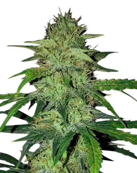 2025 Cannabis Seed Collection - Hindu Kush - Feminized
