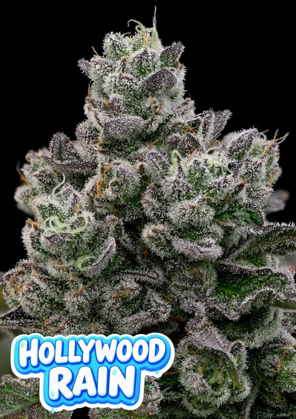 Anesia Seeds - Hollywood Rain Feminized