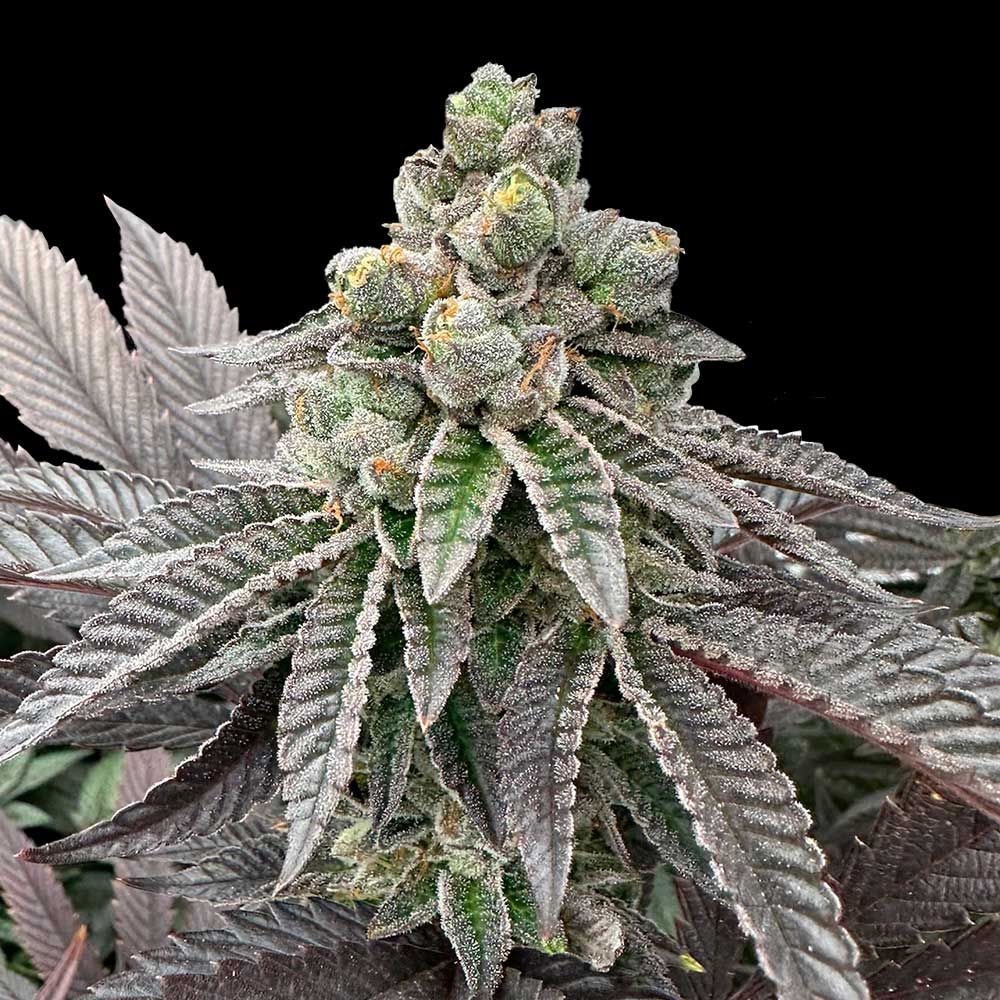 Grateful Seeds - Honey Pam Feminized