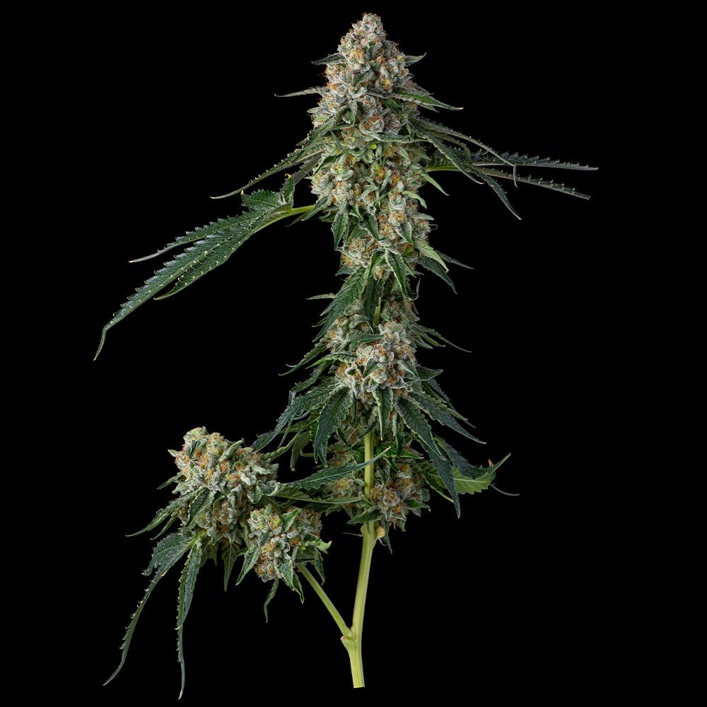 Compound Genetics - Honeycomb Pavé - Feminized Compound Genetics - Honeycomb Pavé - Feminized