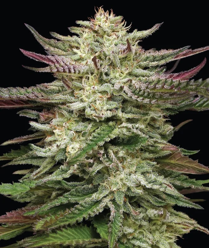 Humboldt Seed Company - Humboldt Headband Auto - Feminised
