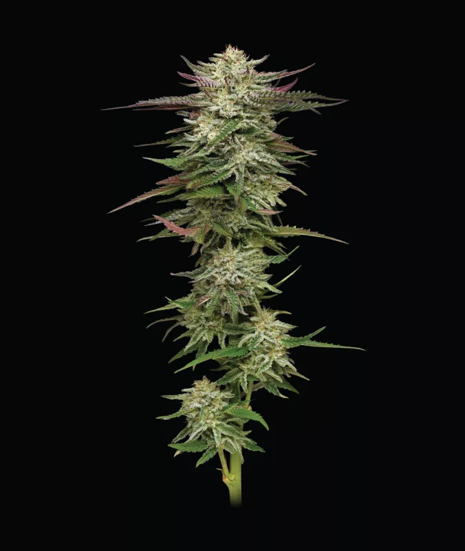 Humboldt Seed Company - Humboldt Headband - Feminised