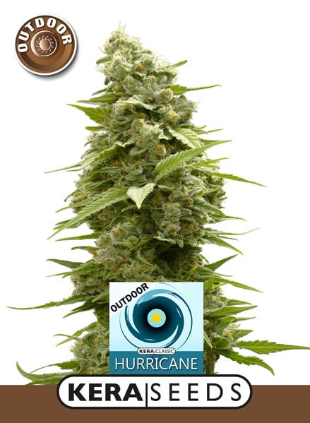 Kera Seeds - Hurricane Outdoor Feminized Kera Seeds - Hurricane Outdoor Feminized