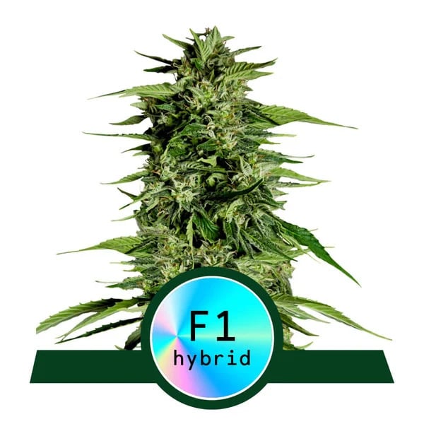 Royal Queen Seeds - Hyperion F1 Auto Feminized Royal Queen Seeds - Hyperion F1 Auto Feminized