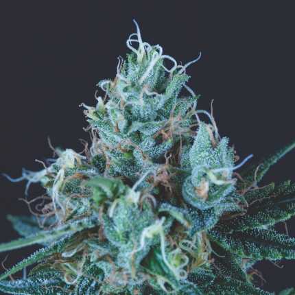 Pyramid Seeds - Ice Cream USA Range Feminized