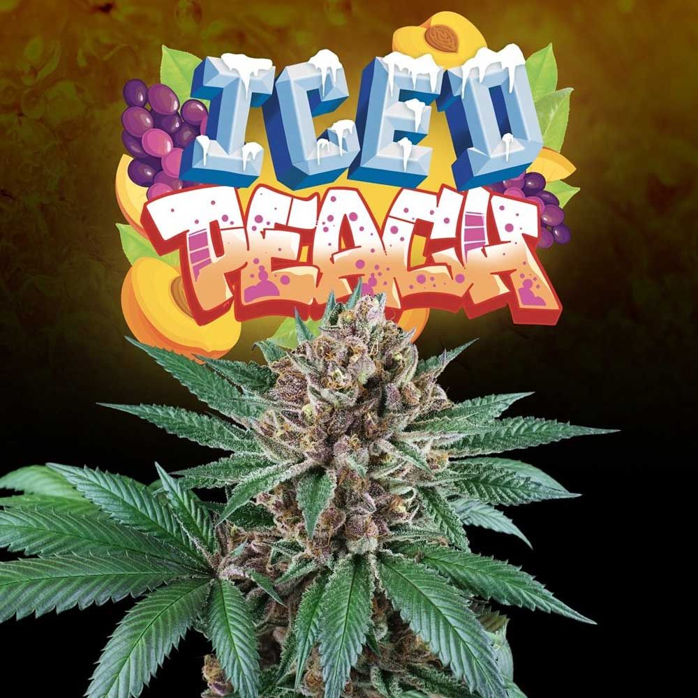 Perfect Tree Seeds - Iced Peach - Feminized Perfect Tree Seeds - Iced Peach - Feminized