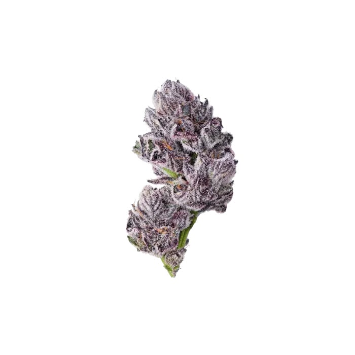 Growers Choice Seeds - Iced Sangria TRIPLOID Feminized 