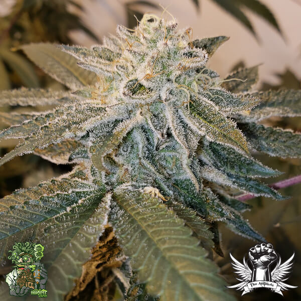 In House Genetics Alien Breath - Regular