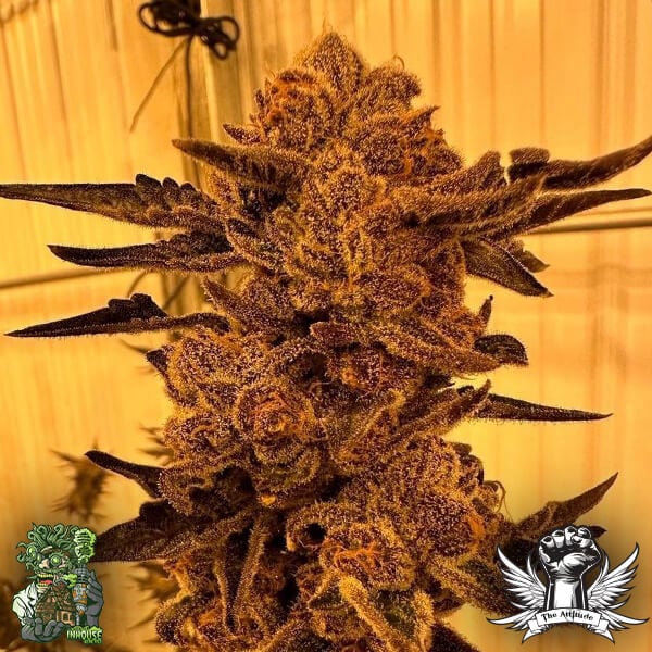 In House Genetics Black Cherry Flambe - Feminized