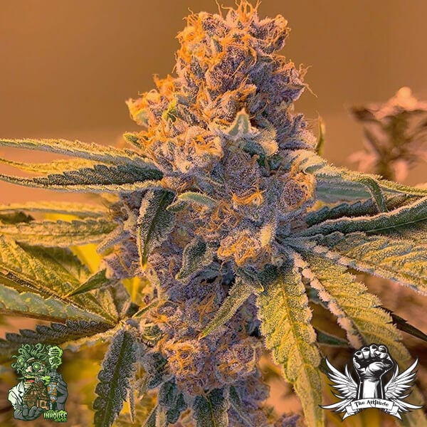 In House Genetics Black Cherry Pie f5 - Regular