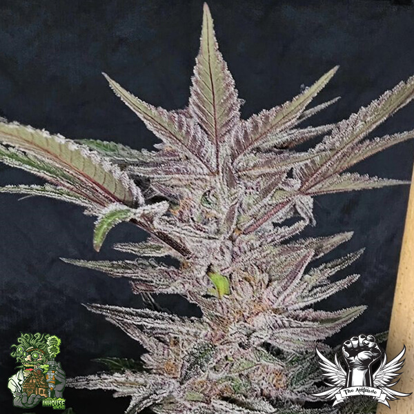 In House Genetics Black Cherry Urkle - Feminized