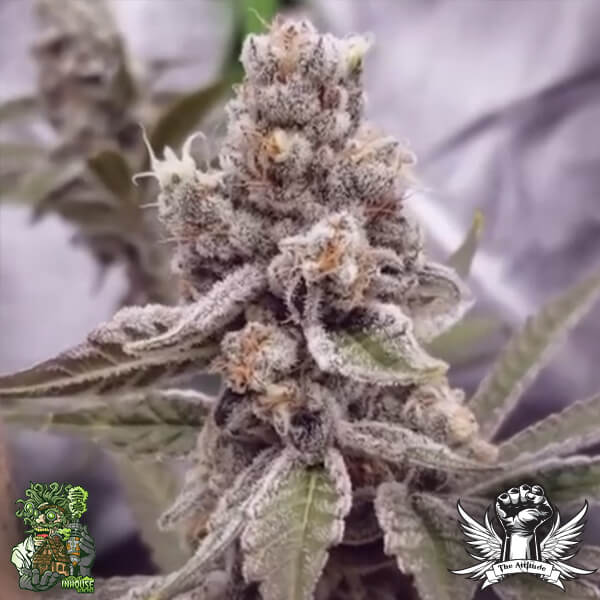 In House Genetics Cryptocane - Feminized