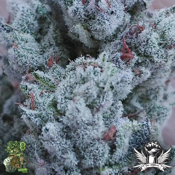 In House Genetics Drip City - Feminized