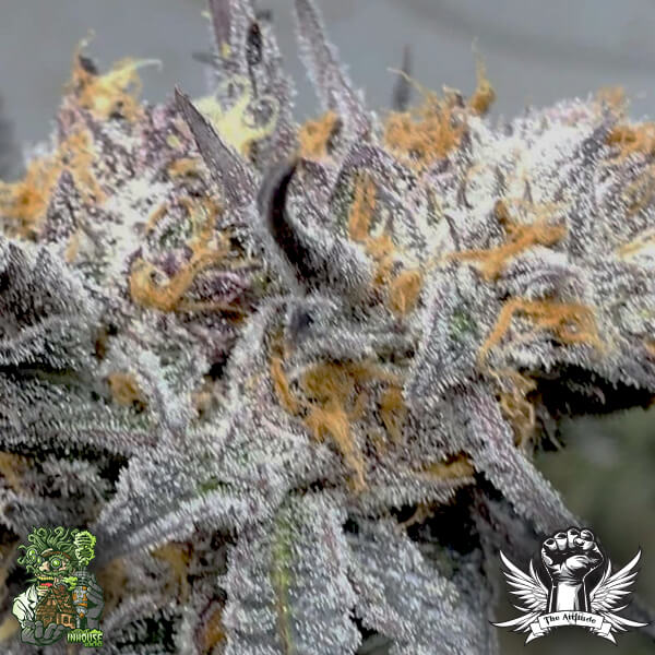 In House Genetics Forbidos - Feminized