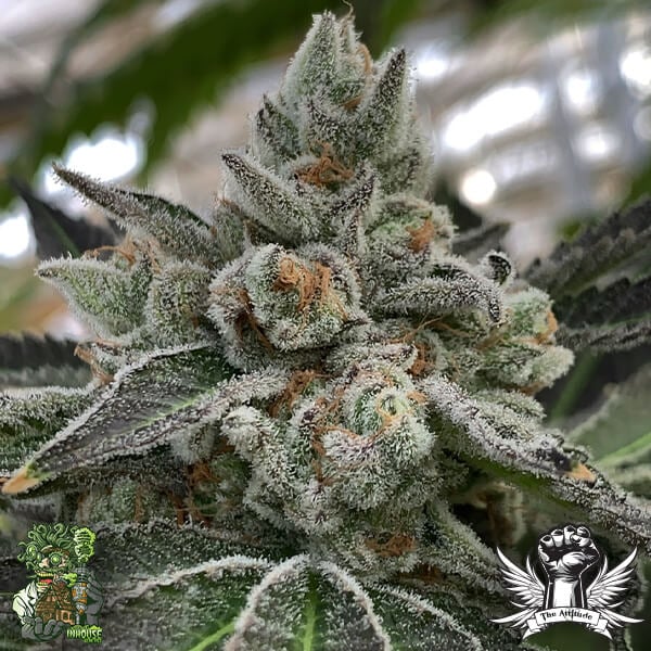 In House Genetics Frosted Apricots - Feminized