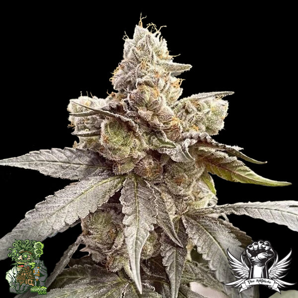 In House Genetics Garlic Sherb S1 - Feminized