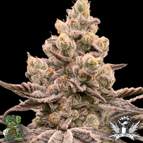 In House Genetics Garlic Storm - Feminized