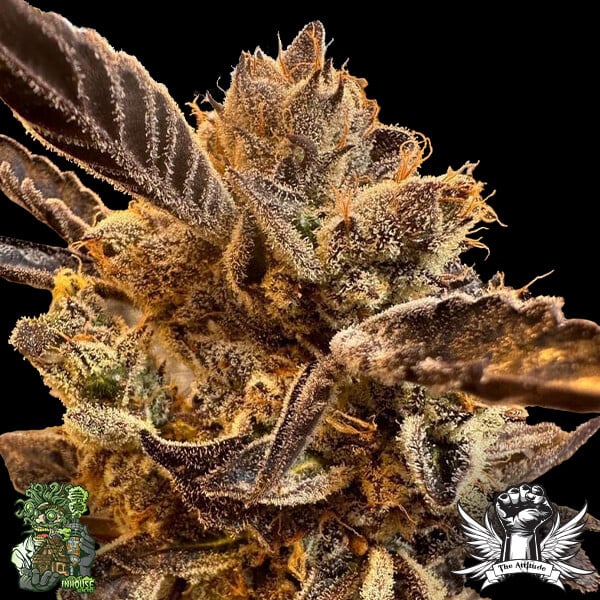 In House Genetics Honeysuckle - Feminized