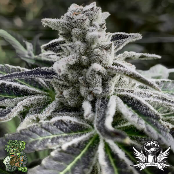 In House Genetics Iced Out - Feminized