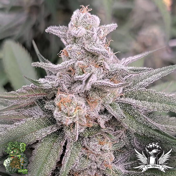 In House Genetics Jamz - Feminized