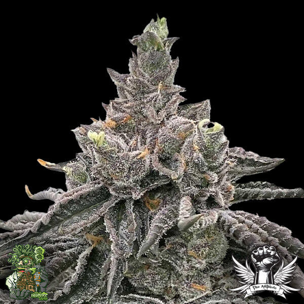 In House Genetics Orange Burst - Feminized