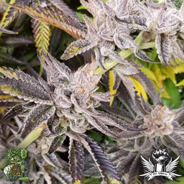 In House Genetics Platinum Cake - Feminized