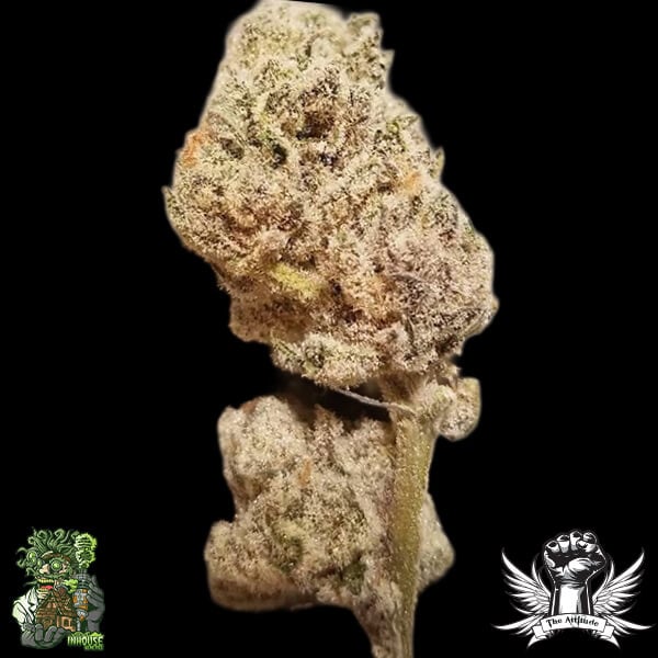 In House Genetics Platinum Punch - Feminized