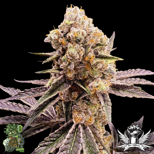 In House Genetics Platinum Z - Feminized