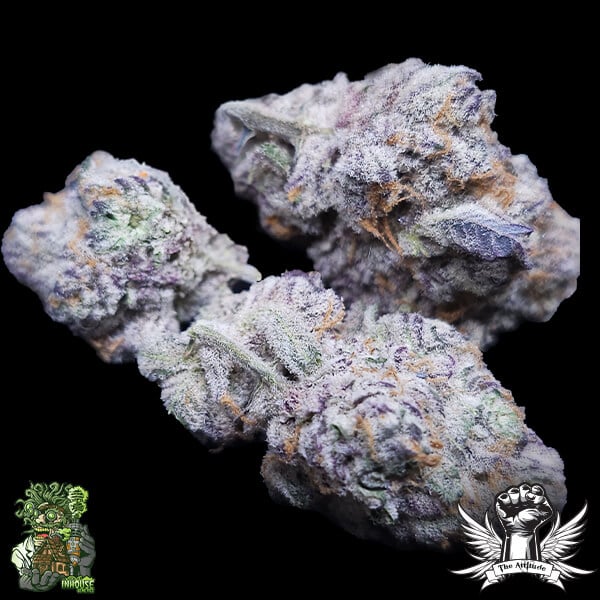 In House Genetics Platinum Zurkle - Regular