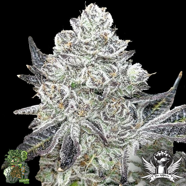 In House Genetics Slurmint ix - Regular