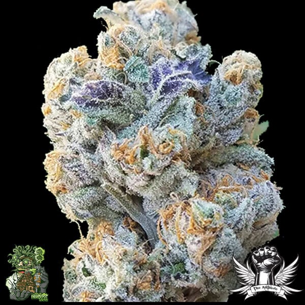 In House Genetics Slurricane - Feminized