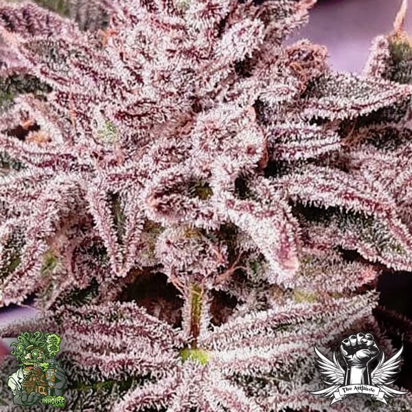 In House Genetics Slurrup - Regular