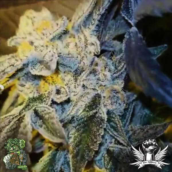 In House Genetics Sugar Cane - Feminized